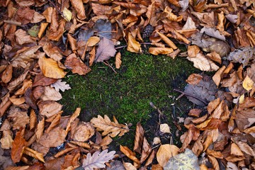 moss and autumn leaves in forest