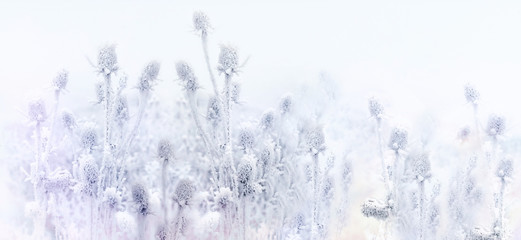 Winter idyll, morning fog and frozen thistle, burdock in the field	