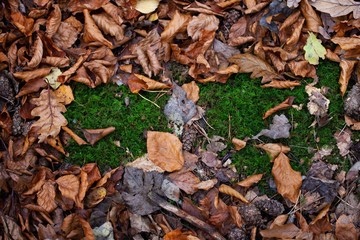 moss and autumn leaves in forest