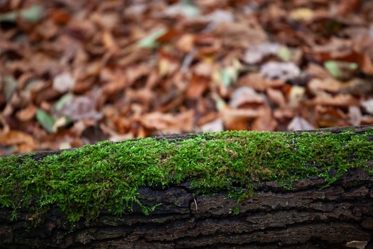 moss covered log in forest with autumn leaves