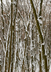 Obraz premium Winter forest.
