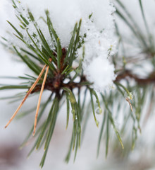 Coniferous branches covered with the snow