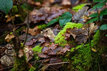 moss and autumn leaves in forest