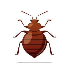 Bed bug vector isolated illustration