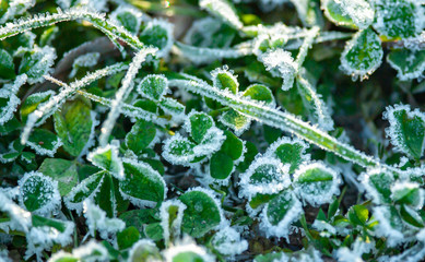 Clover leaves in frost