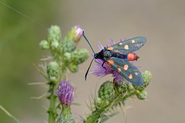 Zygaena ephialtes, N W Greece 