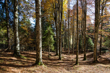 Autunno nel bosco del Cansiglio, antica foresta nelle prealpi venete