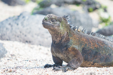 Close-up of a black iguana on white sand, in profile, Galapagos, Ecuador. Focus on the face, the rest is blurred.