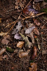 autumn leaves and pinecones on floor in forest