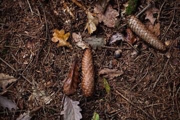 autumn leaves and pinecones on floor in forest