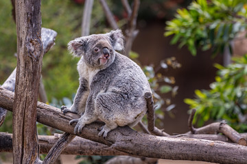 Koala Phascolarctos cinereus Queensland . Australia Order: Diprotodontia Family: Phascolarctidae