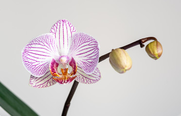 Beautiful orchid, Phalaenopsis, flower