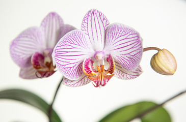 Beautiful orchid, Phalaenopsis, flower