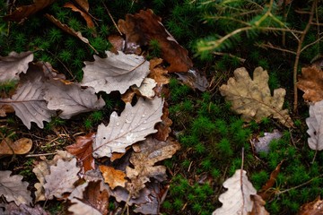 moss and autumn leaves in forest