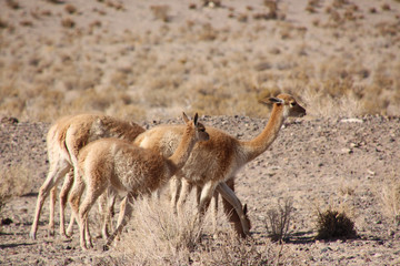 Naklejka na ściany i meble A Llama family in northern Argentina
