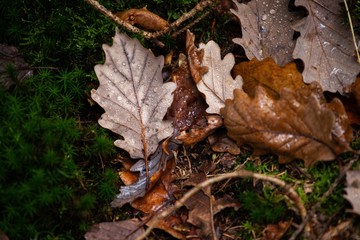 moss and autumn leaves in forest