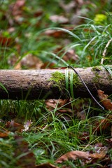 dead log in forest with aumn leaves