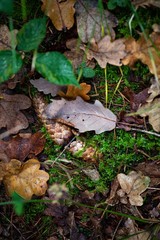 moss and autumn leaves in forest