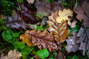 dry autumn leaves on ground in forest