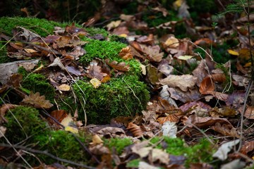 moss and autumn leaves in forest