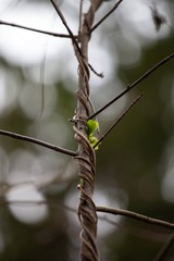 vine wrapped around brach in forest