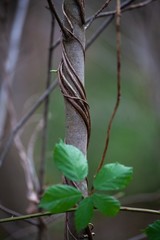 vine wrapped around brach in forest