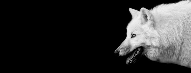 White wolf with a black background