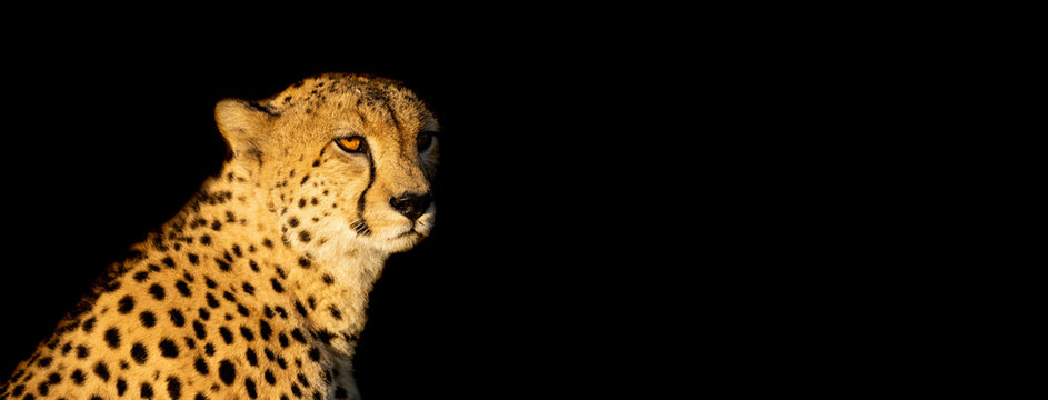 Cheetah With A Black Background