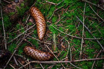 pinecone on moss in forest
