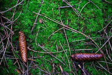 pinecone on moss in forest