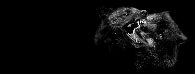 Black wolf fighting with a black background