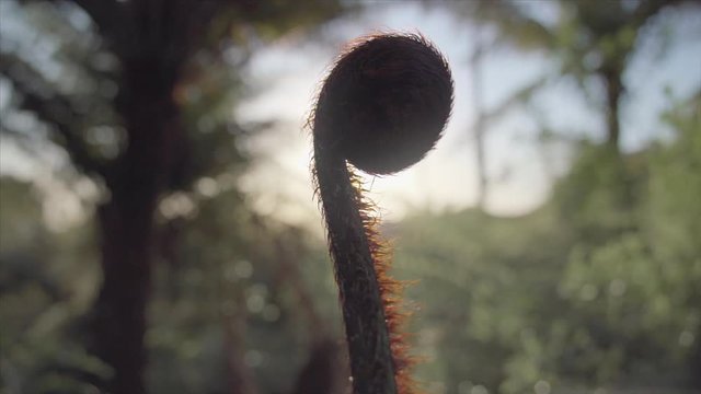 Imagens de Ponga – Explore Fotografias do Stock, Vetores e Vídeos de ...