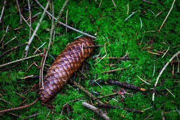 pinecone on moss in forest