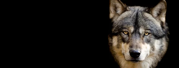 Foto auf Acrylglas Grauer Wolf mit schwarzem Hintergrund © AB Photography