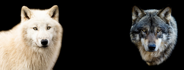 Two wolf with a black background © AB Photography
