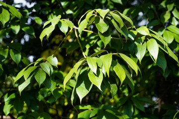 Green background with leaves reevesia sinica is close