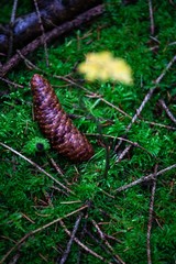 yellow leaves and pinecone on moss