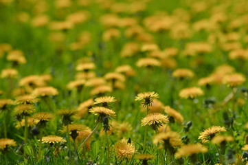 Mniszek pospolity © Kazik