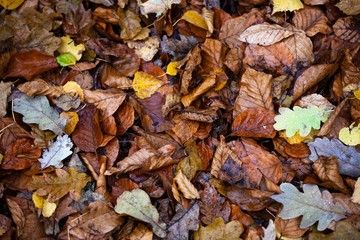 dry autumn leaves on ground in forest