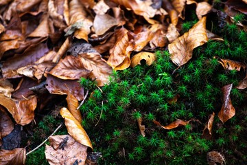 moss and autumn leaves in forest