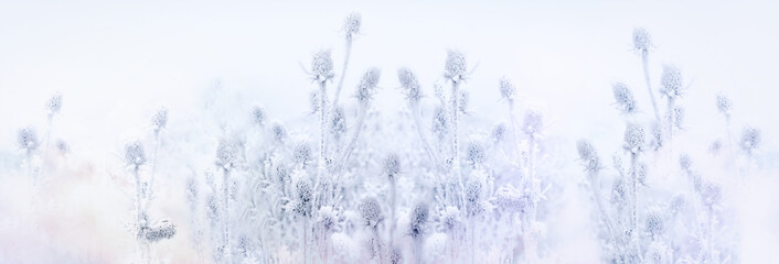 Ice crystal on thistle - burdock,  morning fog and frost in the meadow