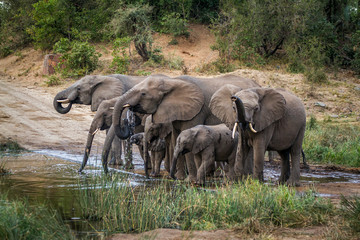 African bush elephant in Kruger National park, South Africa