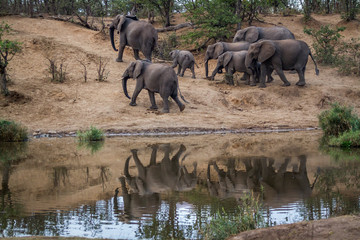 Fototapeta premium African bush elephant in Kruger National park, South Africa