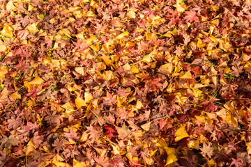 写真素材：法泉寺、紅葉、秋、観音寺市、もみじ、落ち葉