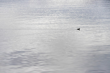 【山梨県河口湖】湖面のカルガモ