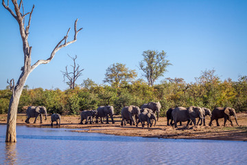 African bush elephant in Kruger National park, South Africa