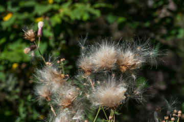 Alto Adige sunny day nature outdoor travel