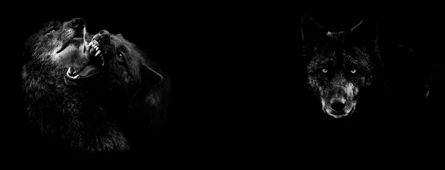 Fotobehang Zwarte wolf vechten met een zwarte achtergrond © AB Photography