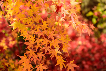 写真素材：法泉寺、紅葉、秋、観音寺市、もみじ