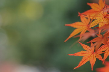 もみじのアップ3